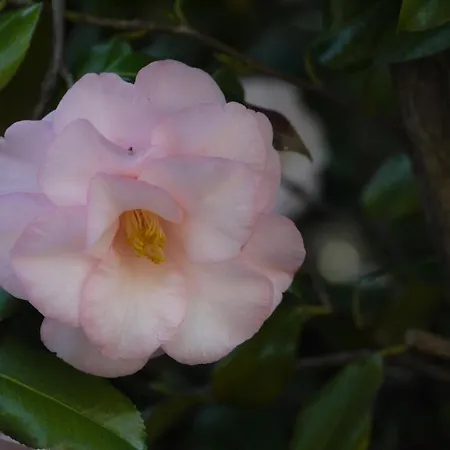 Casa Rabissale * 洛迦诺